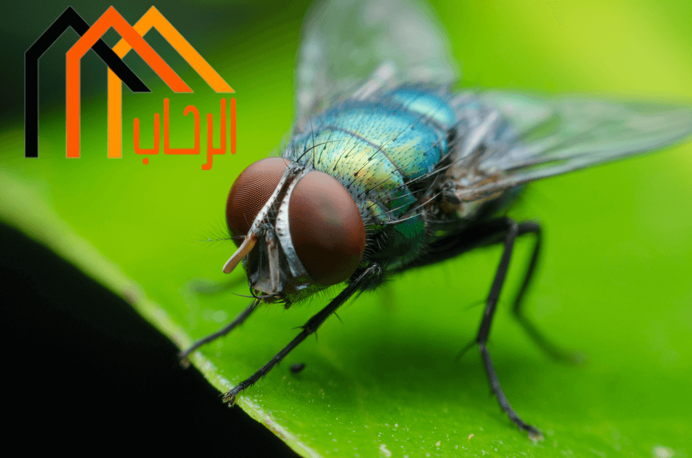 التخلص من الحشرات المنزلية