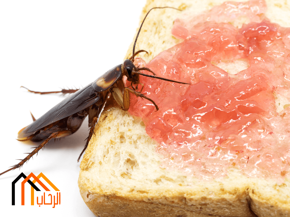 طرق القضاء على الحشرات الزاحفة
