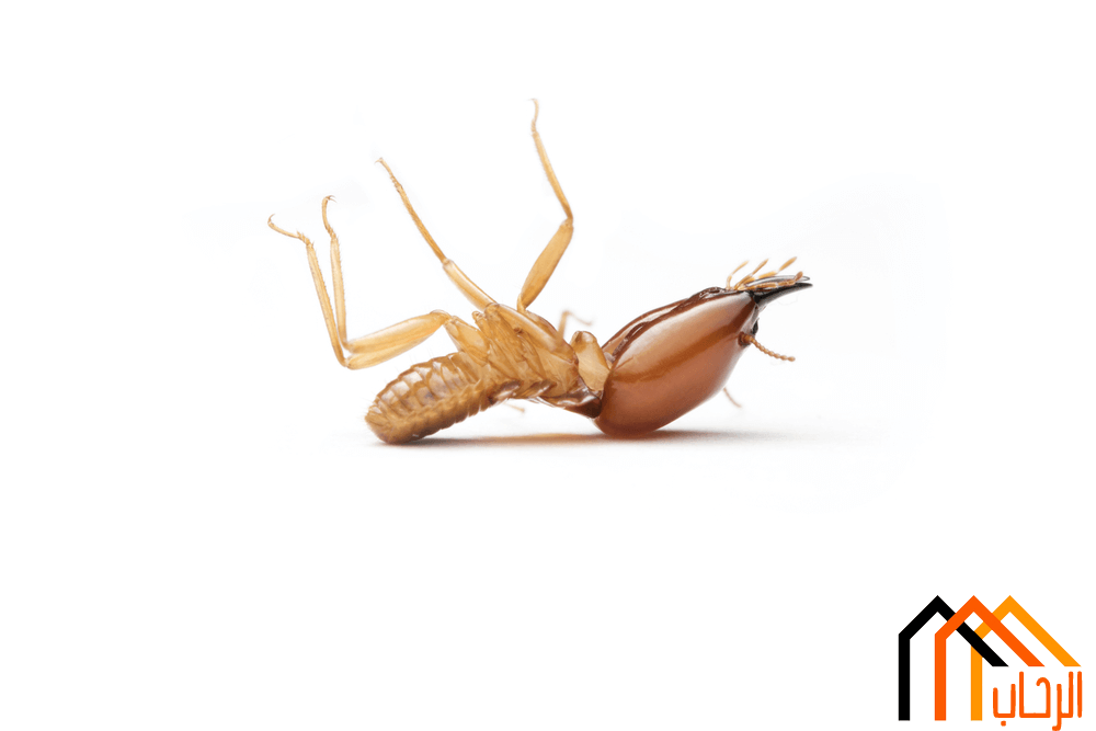 طرق طرد النمل الابيض من المنزل