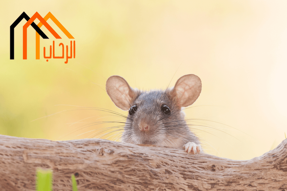 طرق منع الفئران من الدخول للمنزل