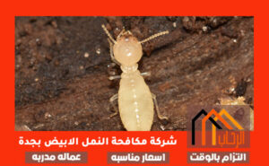 شركة مكافحة النمل الابيض بجدة