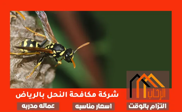 شركة مكافحة النحل بالرياض